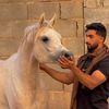 باسل الوادعي⭐️🤍🐎