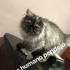 yodapitudo