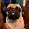 frankthepug77
