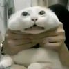 shhjflinz04