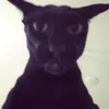 iigbrskvll