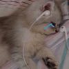 itsmesenter
