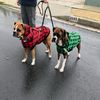 nikoandmunch_the_boxers