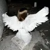 ndya_qq