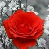 user9535749072475