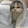 sosanlike