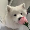 pokoshippor