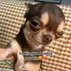 trww_anilika