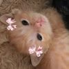 kamdin_lee