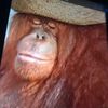 orangutanfishermen0
