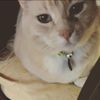 elbasmeow