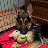 jetttheshep