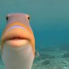 derduck2