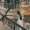 phuongpingwin