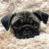 agripinopug