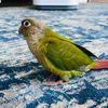 cheachbadbirb