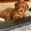 summerjeanthecavapoo