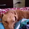 11_042018chinita