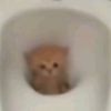 pebbleonashelf