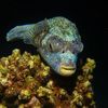 sagaofthedeep