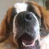 jerrythesaintbernard