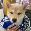 rocky_shiba