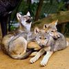 runlittlewolf