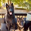 Koda & Wrigley