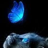 fans_brothers781