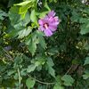 flower_power148
