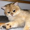 max__savchuk