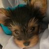 bella.the_yorkie