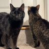 tomismycatsname