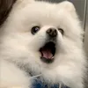 tpbytswift