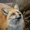 kitsune774