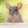 a_real_rat_trust_me