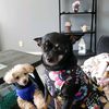 karenandherdogbella