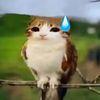 tany.catsss