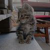 mimithecat044