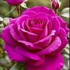suneemanojit