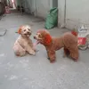 hohoquyensu