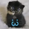 .goaty_