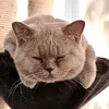 catmom_jen