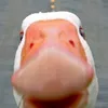hpuleh4