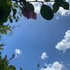 bluesky607