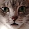 mr.purple_cat