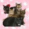 catmum_kelly