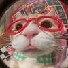 meow.misu