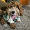 milothecavapoo10