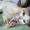tricolor_catlover